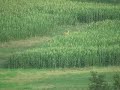 Deer Hunting Long Range Style