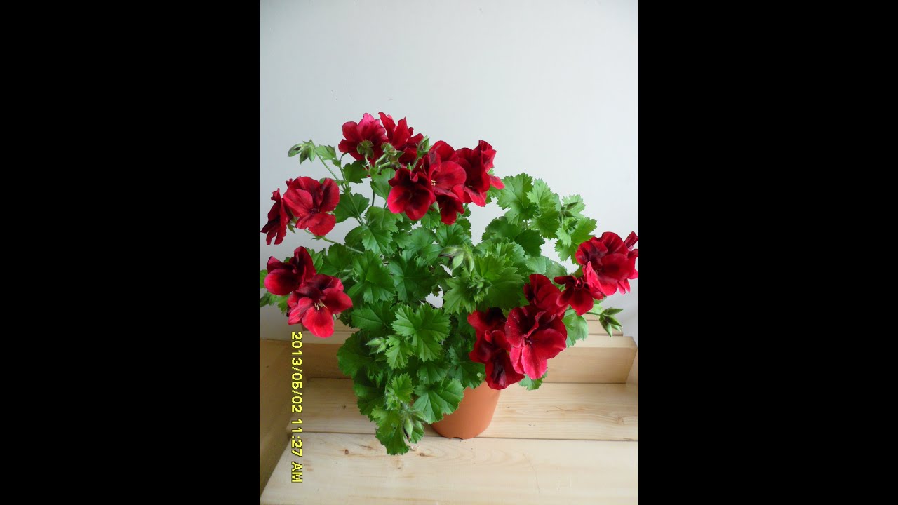 Candy flower dark red пеларгония Candy flower dark red пеларгония