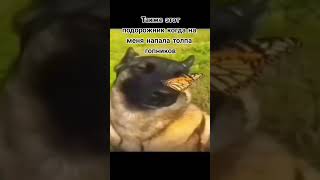 Собака С Бабочкой На Носу Мем #Мем #Собака #Тикток #Прикол #Шаблон