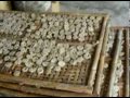 image Proses Pembuatan Krupuk Di Mutihan Klaten