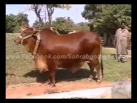 Shah+Cattle+Farm+Cow shah cattle farm rani no 1 red queen cow 2008 saeed cattle farm bull 5 ...