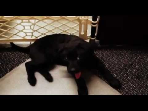 Pitbullpuppies Youtube on Cutest Black Lab Pitbull Mix Puppy In The World