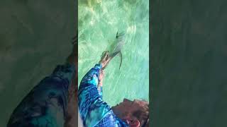 Sight Fishing The Flats For Permit With Captain Steve Han Key West Fly And Spin Fishing Charters
