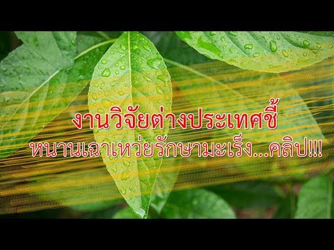 หนานเฉาเหว่ย งานวิจัยต่างประเทศชี้ รักษามะเร็งได้!!