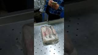 Frozen Loligo Squid