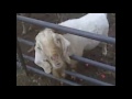 Stupid Goats Making Stupid Noises