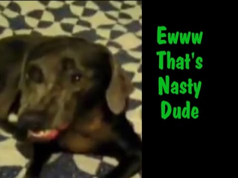 Dog farts and smells it then makes the funniest facedog farts and makes a 