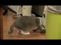 泥棒猫- Hungry Cat -