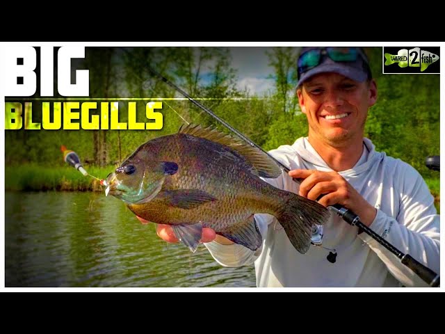 Watch Bluegill Fishing Tips with Bobbers and Plastic Lures on YouTube.