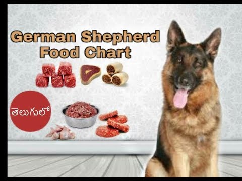 Dog Food Chart For German Shepherd