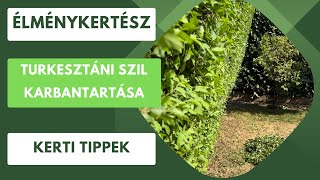 A Sövény, Ami A Fejedre Fog Nőni- Turkesztáni Szil Karbantartása