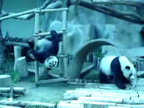 Pandas in the Chieng Mai Zoo