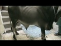 bakra eid qurbani 2011