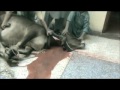 bakra eid qurbani 2011