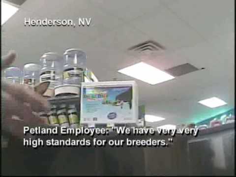 petland puppy mill petland investigation pet store sells puppy mill dogs petland puppy mill petland investigation pet store sells puppy mill dogs