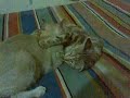 image Aneh Kucing Besar Masih Menyusui
