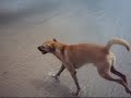 Video de Robalos na peninha com nelson nakamura guaruja
