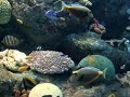 マリンピア日本海　熱帯魚の水槽