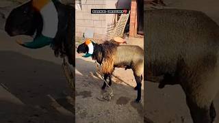 Karnataka Menda Bade Size Mebig Size Sheep Of Bagalkot.