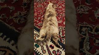 The Cat Is Counting Flowers On The Carpet