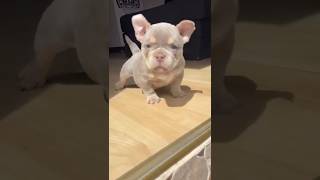 Strongest Pitbull Dogs In The World Powerful Breed