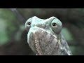 Chameleon EYES! Chameleon EYES!