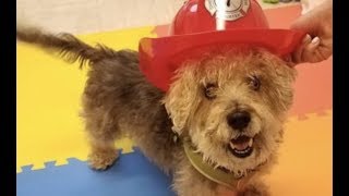 LIVE: Rescue This Adoptable Dog in New York City Today - FRANKIE | The Dodo + Clear The Shelters