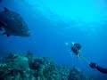 Spearing Lionfish Shark Attack