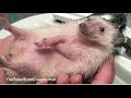 hedgehog