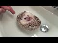 hedgehog