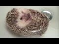 hedgehog