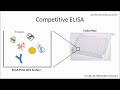 ELISA Tutorial 5: How a Competitive ELISA Works