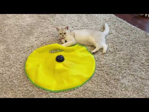 Cute Cat Playing Round and Round | Coco The Cutest Cat