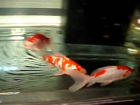 Sarassa Common Goldfish goldfish eggs fertilized. Sarassa Common Goldfish