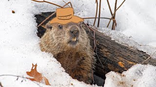 Animal Facts: Groundhog