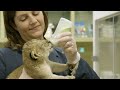 Lion Cubs Bottle Feed and Play at San Diego Zoo Safari Park