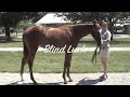Blind Luck & Eightfiveinafifty as yearlings