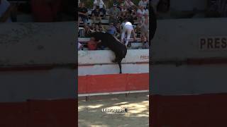 Limpressionante Envolé Du N0111 De La Manade De Mejanes A Montfrin