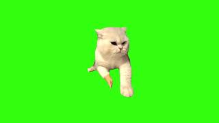 Cat Shooting Meme Green Screen
