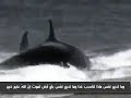 Mojza Of Allah Must Watch images Mojza Of Allah Must Watch