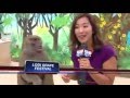 Monkey Grabs Female Breast And Smiles