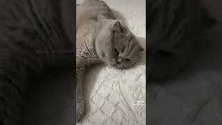 Bu Ne Sicak Yarabbi