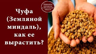 Чуфа или земляной миндаль выращивание 862
