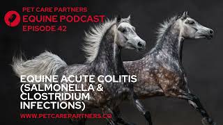 Acute Colitis In Horses Salmonella, Clostridium & Life-Threatening Diarrhea Ep 42