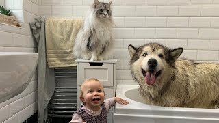Its Bath Time Again Phil Loves Water But Hates Baths Worlds Cutest Doggo