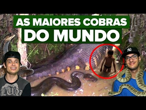 AS MAIORES COBRAS DO MUNDO
