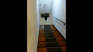 Cat Delivers Mail