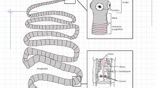 Cl Cestoidea Parasitology Postgraduates By Prof. Magda Elnazer
