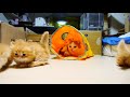 pretty munchkin kittens