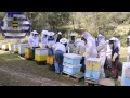 Σεμινάρια μελισσοκομίας - Πρακτική για αρχά